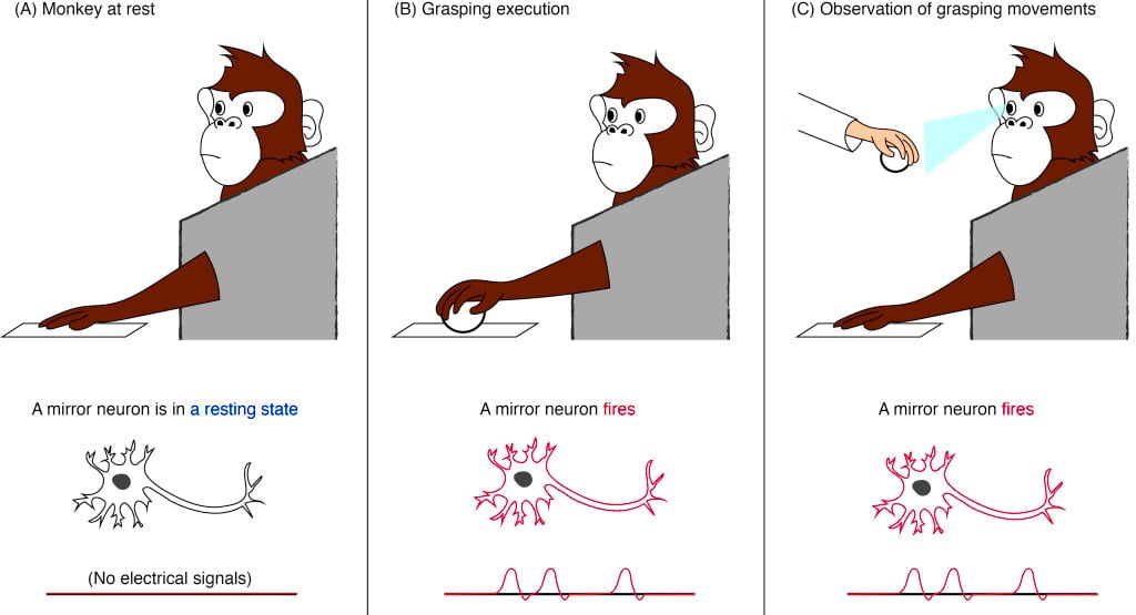 Figura: Neurônios-espelho em ação. Um neurônio-espelho dispara um pulso elétrico, ou potencial de ação, quando o macaco observa ou executa uma ação específica. Nesse caso, o neurônio espelho responde a ações compreensivas. O gráfico na parte inferior mostra como seriam os potenciais de ação (cada um representado como um pico) quando medidos com um eletrodo, conforme usado pelos pesquisadores.